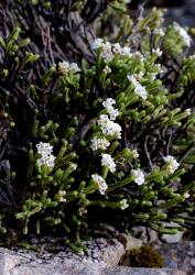 Veronica tetrasticha. Habit of male plant. Mt Torlesse, Canterbury.
 Image: P.J. Garnock-Jones © Te Papa CC-BY-NC 3.0 NZ